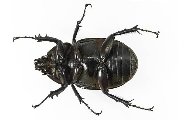 istock Earth-boring dung beetle isolated on white 471623171