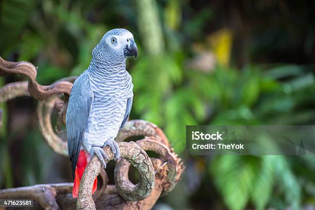 Parrot Stock Photo - Download Image Now - Angle, Animal, Animal Body Part