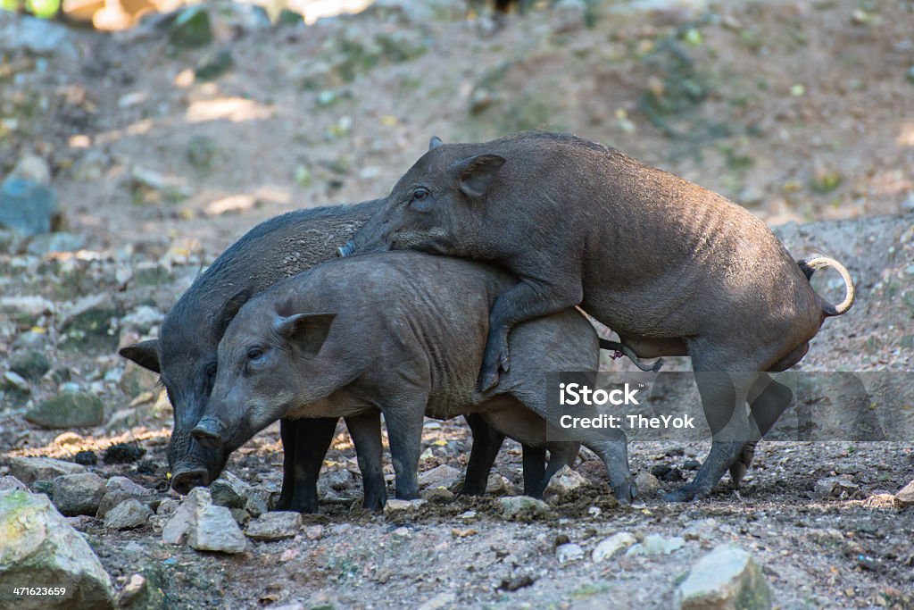 Wild Boars In Breeding Activity Stock Photo - Download Image Now - Animals  Mating, Pig, Ham - iStock
