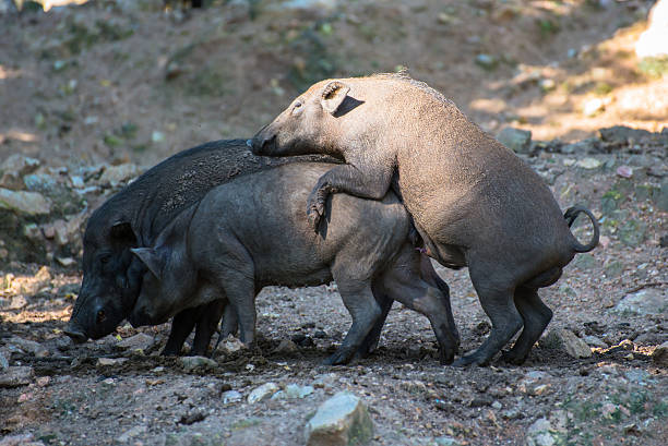 Wild Boars In Breeding Activity Stock Photo - Download Image Now - Animals  Mating, Pig, Sex and Reproduction - iStock
