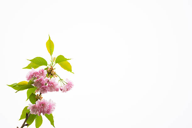 fleur de cerisier isolé sur blanc-xxxl - ornamental garden vibrant color illuminated air photos et images de collection
