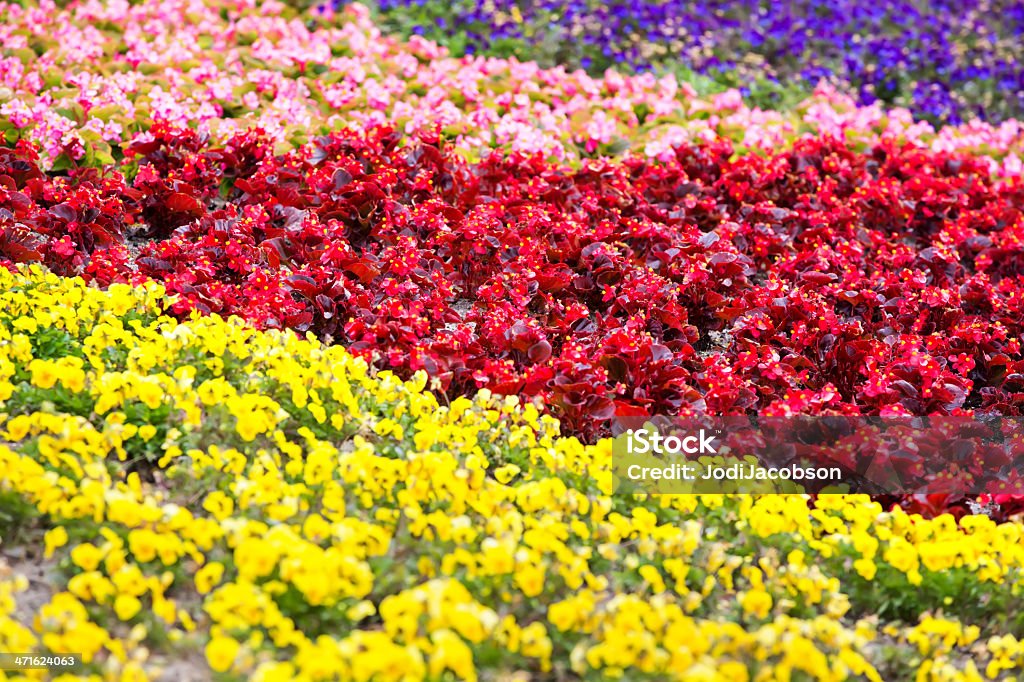 Colorido jardín - Foto de stock de Aire libre libre de derechos