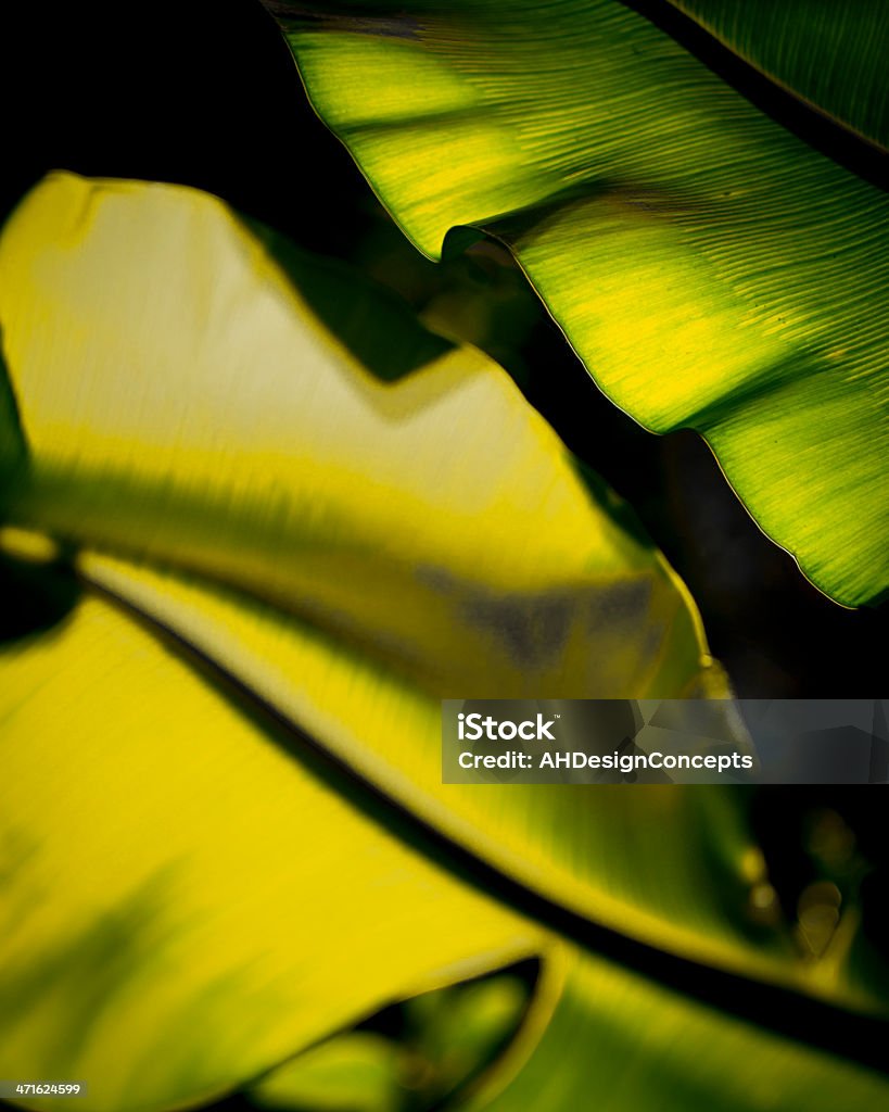 Tropischen palm leaf von hinten angestrahltes abstraktes - Lizenzfrei Abstrakt Stock-Foto