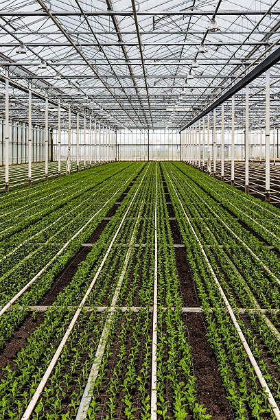 istock Small chrysanthemum cuttings growing in a large nursery 471624652