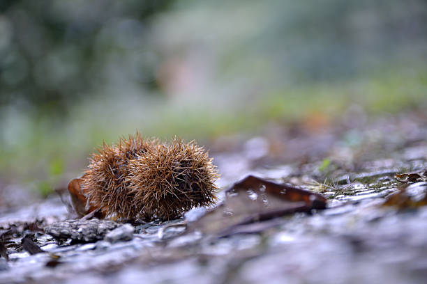 Fallen chestnuts, Nara Prefecture, Japan. stock photo