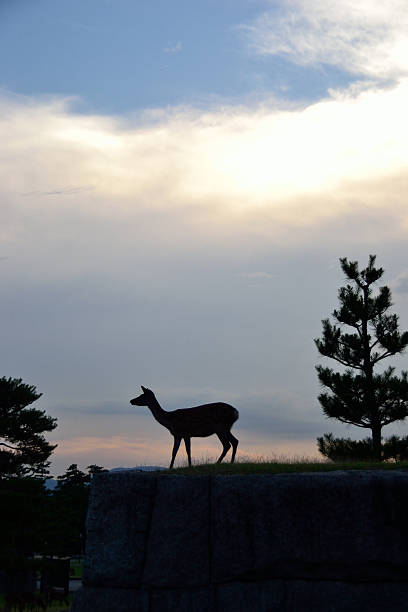 Deer in Nara Park, Japan. stock photo