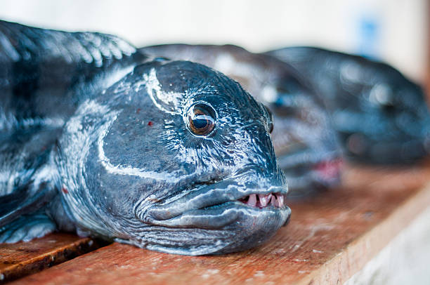 Wolf Fish Fillets 240+ Wolffish Stock Photos, Pictures & Royalty-Free Images - iStock