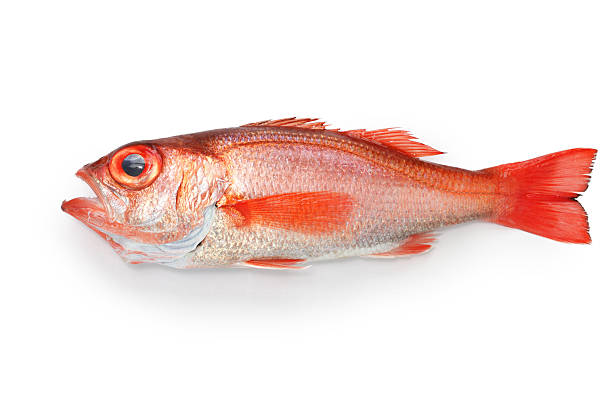 istock blackthroat seaperch, rosy seabass, japanese high class fish 471625474
