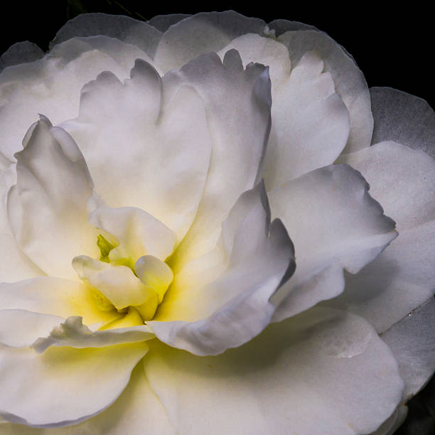 rose jaune blanc macro gardenia - Photo