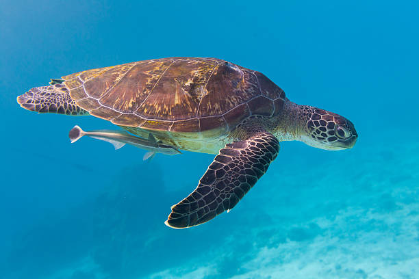 istock Green Turtle (Chelonia mydas) at Similan island, Thailand 471625704