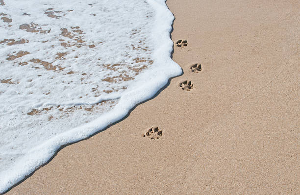 Paw Prints next to the sea stock photo