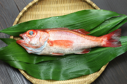 blackthroat seaperch, rosy seabass, nodoguro, akamutsu, japanese high class fish