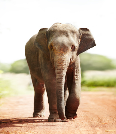 An elephant walking alone down the roadhttp://195.154.178.81/DATA/i_collage/pi/shoots/780291.jpg