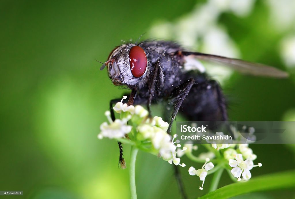 Mosca - Royalty-free Mosca das frutas Foto de stock