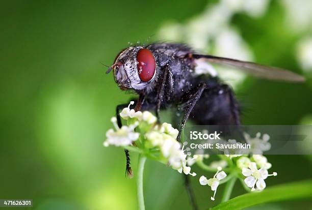 Mosca - Fotografias de stock e mais imagens de Mosca das frutas - Mosca das frutas, Animal, Animal macho