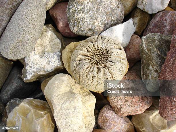 Fossil Gąbka Cnemidiastrum Striatopunctatum - zdjęcia stockowe i więcej obrazów Bez ludzi - Bez ludzi, Fotografika, Gąbka - Organizm żywy