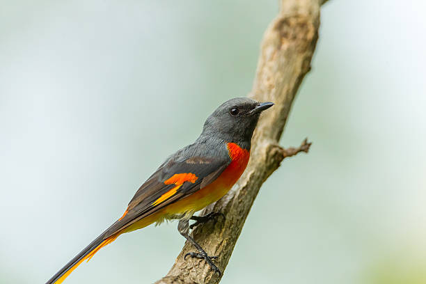 istock Male Fiery Minivet(Pericrocotus igneus) 471627769