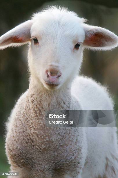 Baby Lamb Stock Photo - Download Image Now - Dolly the Sheep, Sheep, Agriculture