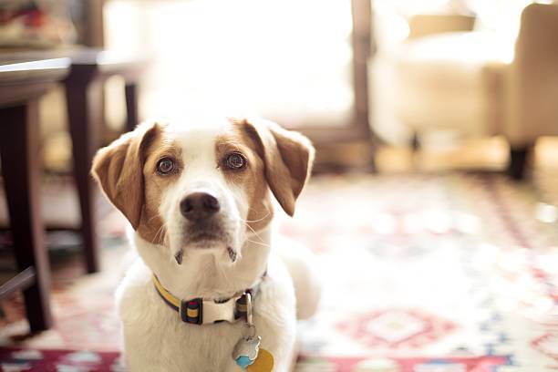 istock White and Brown dog with collar 471628425