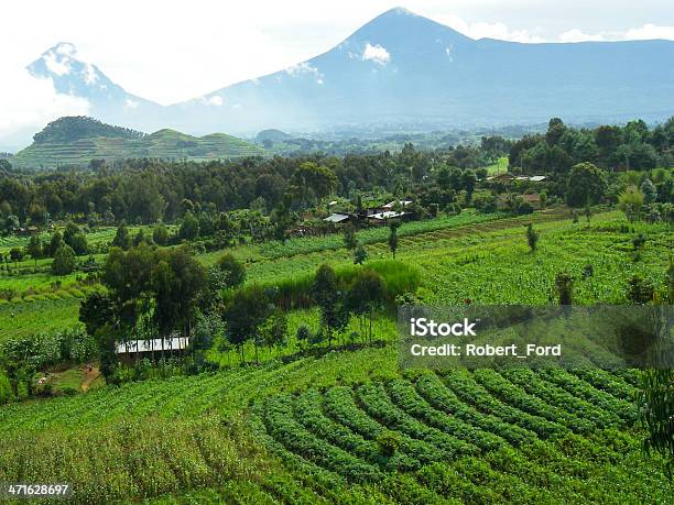 Mikeno Karisimbi ピークと山の風景やヴィルンガルワンダ中部アフリカ - 森林農業のストックフォトや画像を多数ご用意 - 森林農業, ウガンダ, 農業