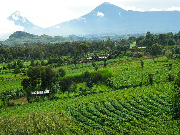 karisimbi mikeno picos de montanhas e terras cultiváveis virunga ruanda áfrica central - peruvian potato - fotografias e filmes do acervo