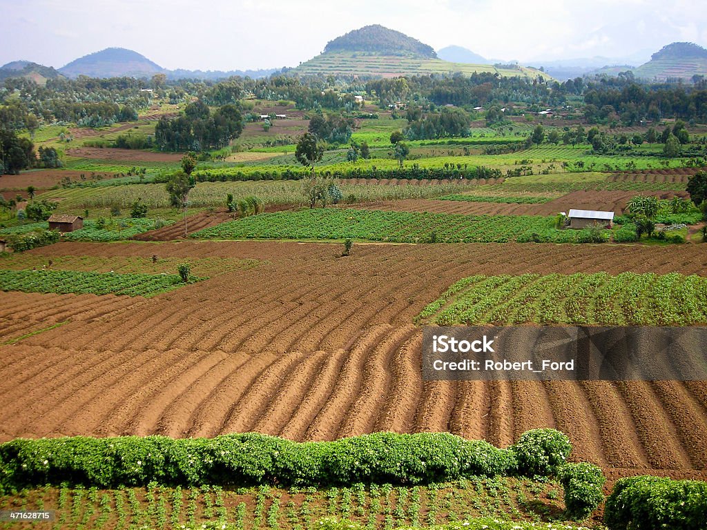 Soils cônes de cendre volcanique et montagnes des Virunga Rwanda Afrique centrale - Photo de Agrosylviculture libre de droits