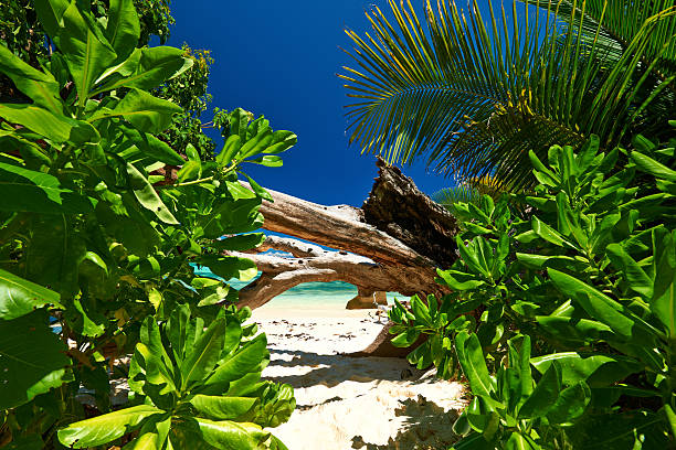 Seychelles is the most beautiful tropical islands of the world's in the Indian Ocean. Composite photo