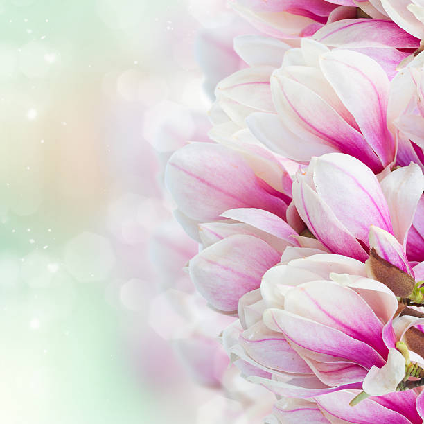 istock Blossoming pink  magnolia tree Flowers 471629078