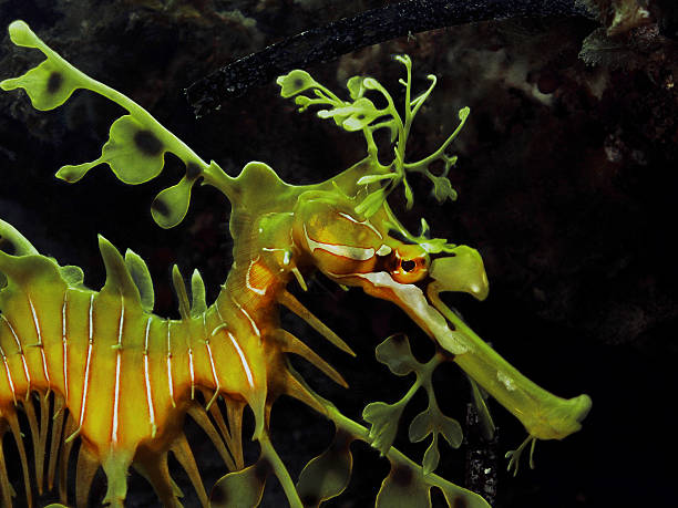 Leafy Seadragon Leafy Seadragon, beautiful and elegant underwater creature. seadragons photos stock pictures, royalty-free photos & images