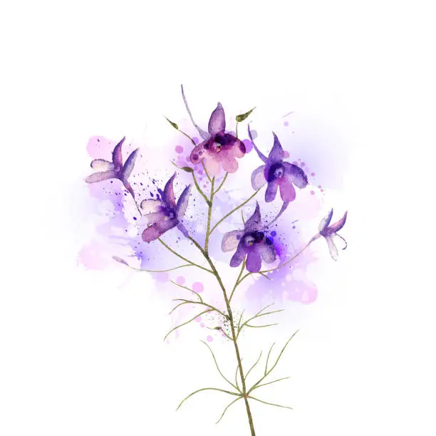 Vector illustration of purple field flower