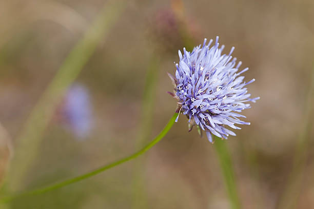 ovelha pouco escabioso, jasione montana, close-up - lupine single flower flower blue imagens e fotografias de stock