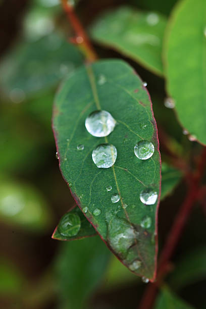 blatt mit dew drops. - ecosavy stock-fotos und bilder