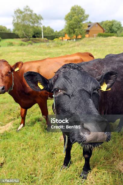 Bovinos - Fotografias de stock e mais imagens de Agricultura - Agricultura, Animal, Fotografia - Imagem