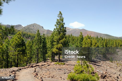 istock footparth through pine tree forest in teide national park tenerife 471631017