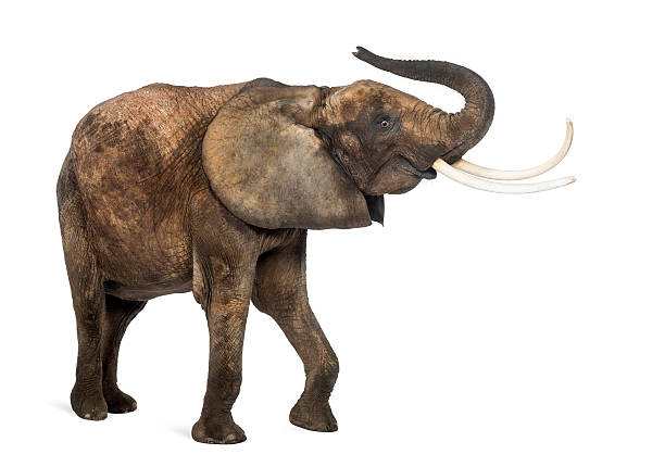 istock African elephant lifting its trunk, isolated on white 471631209