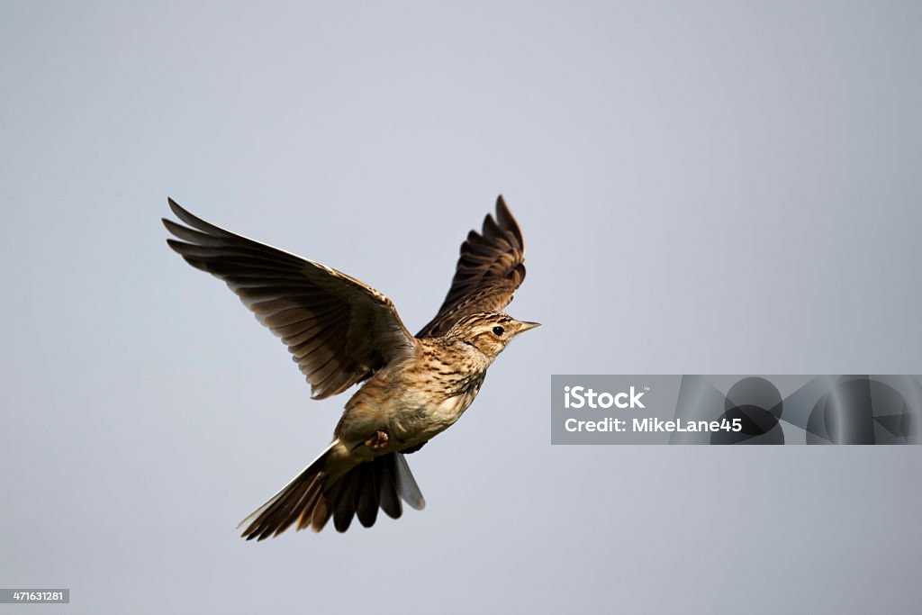 Skylark, Alauda arvensis Skylark, Alauda arvensis, single bird in flight, Midlands, April 2011 Lark Stock Photo