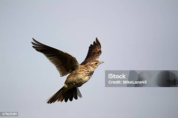 Skylark Alauda Arvensis Stock Photo - Download Image Now - Lark, Skylark - Bird, Flying