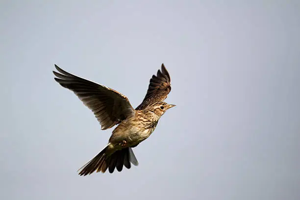 Skylark, Alauda arvensis, single bird in flight, Midlands, April 2011