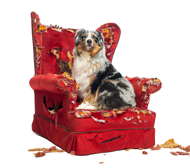 istock Australian Shepherd sitting on a detroyed armchair 471631307