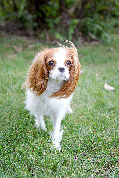 istock Cavalier King Charles Spaniel walking toward the camera 471631689