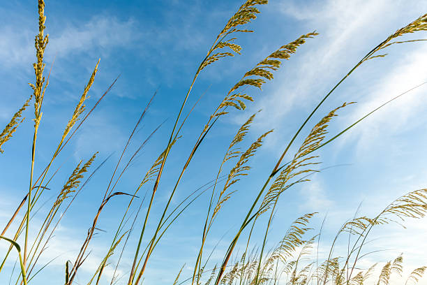 mar avena en el cielo - jekyll island saint simons island cumberland island sea grass fotografías e imágenes de stock