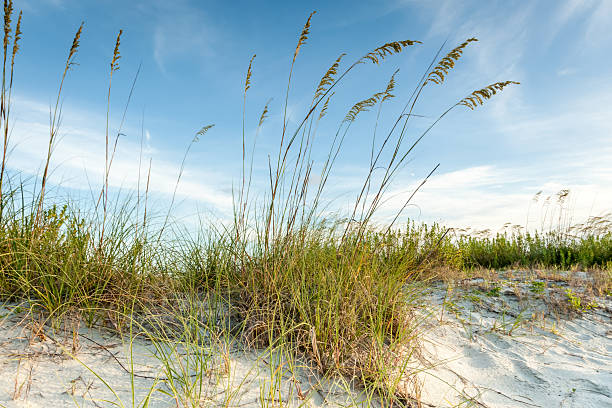 crepuscolo dune dello studio - cumberland island foto e immagini stock