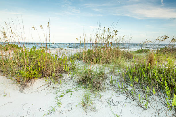 crepúsculo dunas vista - sand sea oat grass beach sand dune - fotografias e filmes do acervo
