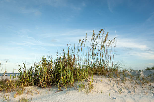 crepúsculo dunes a lo largo de la costa - jekyll island saint simons island cumberland island sea grass fotografías e imágenes de stock