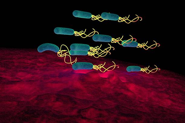 ヘリコバクター属バクテリア、高詳細 - educational subject scientific micrograph micro organism medical exam ストックフォトと画像