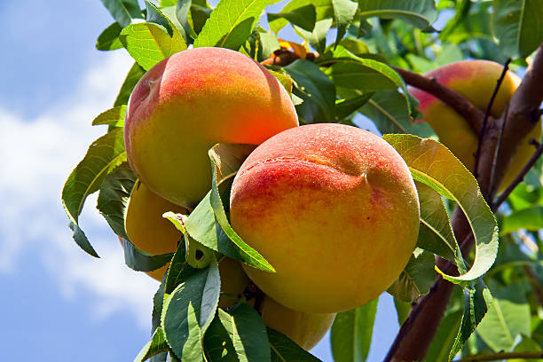 Peaches on the Tree stock photo