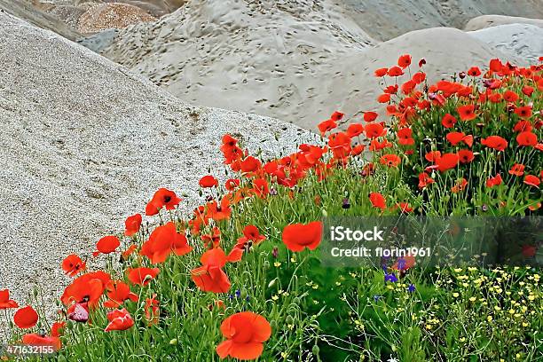 Desert I Kwiaty - zdjęcia stockowe i więcej obrazów Bez ludzi - Bez ludzi, Biały, Botanika