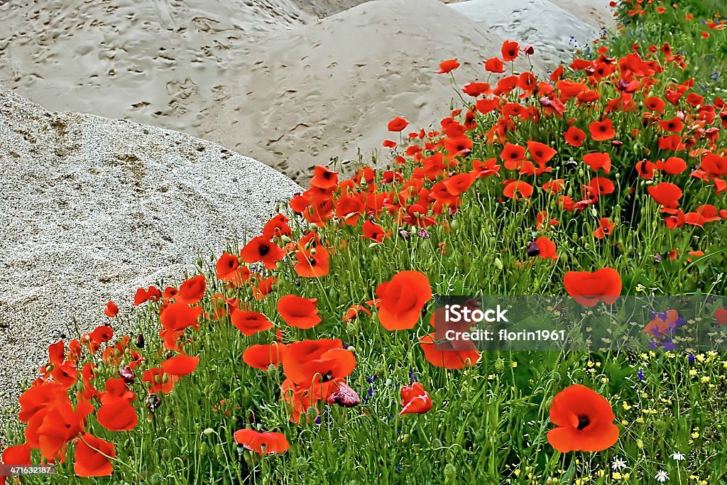 Deserto e fiori - Foto stock royalty-free di Ambientazione esterna