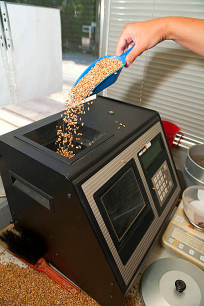 istock Measuring of moisture in wheat grains 471632359