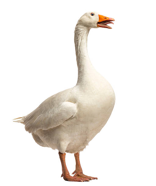 istock Domestic goose, standing and clucking, isolated on white 471632539